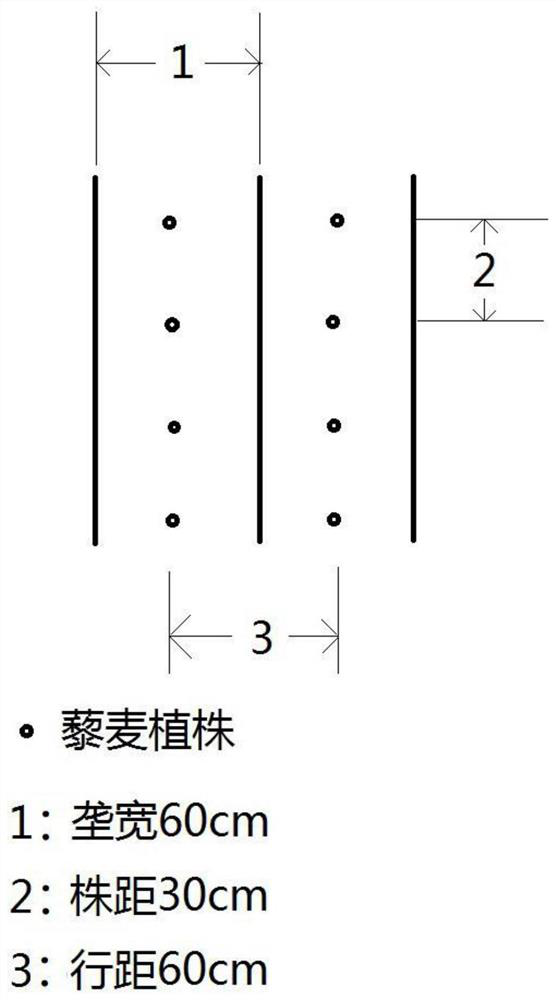 A kind of quinoa planting and cultivation method, quinoa rice wine and preparation method thereof