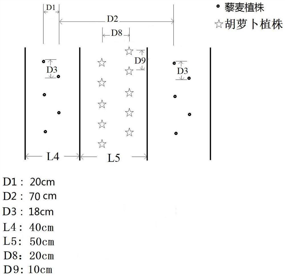 A kind of quinoa planting and cultivation method, quinoa rice wine and preparation method thereof