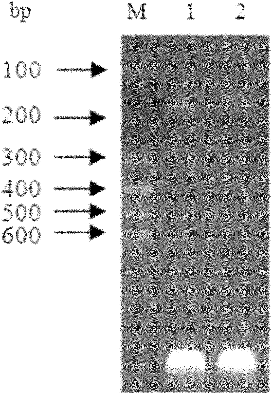 Recombinant chicken osteocalcin maturation protein monoclonal antibody and application thereof