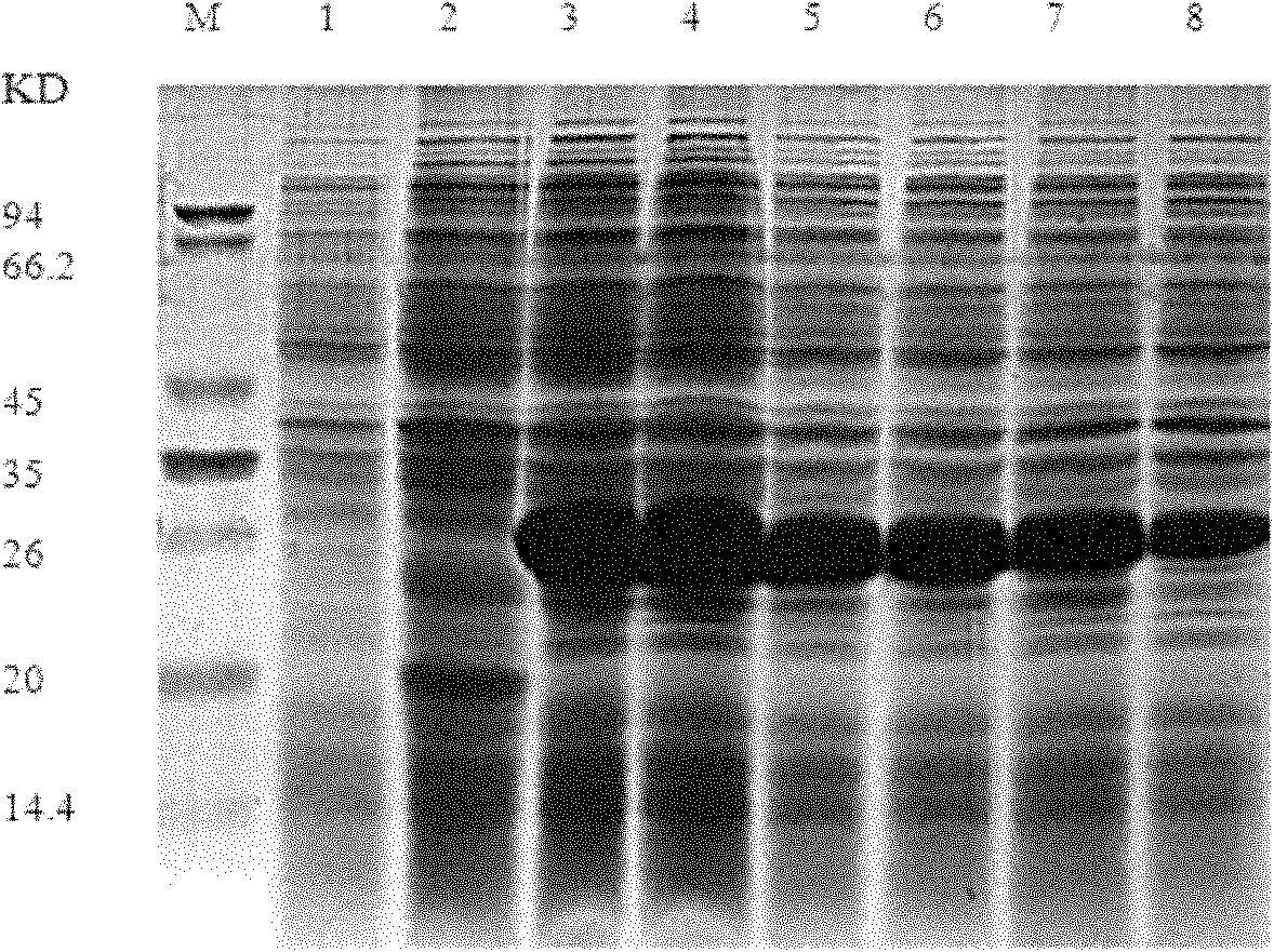 Recombinant chicken osteocalcin maturation protein monoclonal antibody and application thereof