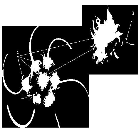 Method for inducing garlic test tube bulb