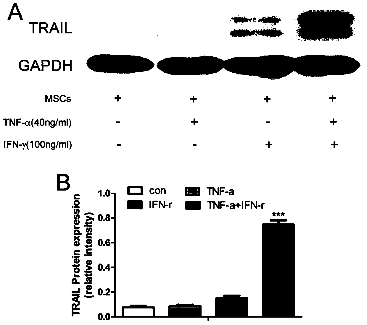 Application of a kind of mesenchymal stem cell in preparation of medicine for treating m5 leukemia