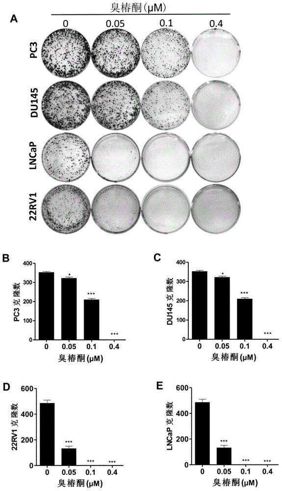 Application of ailanthone to preparation of medicines for treating prostatic disease