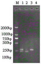 One-step RT-PCR diagnostic kit for identifying porcine epidemic diarrhea virus vaccine attenuated strain and/or prevalent strain