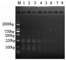 One-step RT-PCR diagnostic kit for identifying porcine epidemic diarrhea virus vaccine attenuated strain and/or prevalent strain