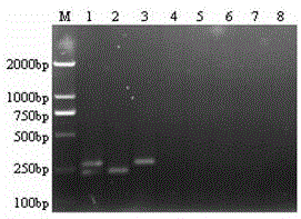 One-step RT-PCR diagnostic kit for identifying porcine epidemic diarrhea virus vaccine attenuated strain and/or prevalent strain