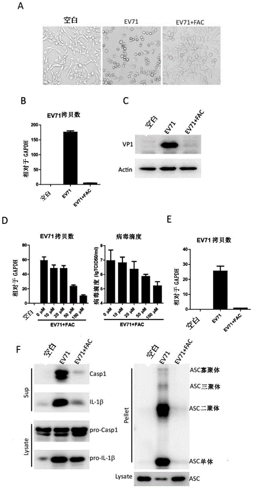 Application of citrate ions and iron ions to inhibition of RNA viruses