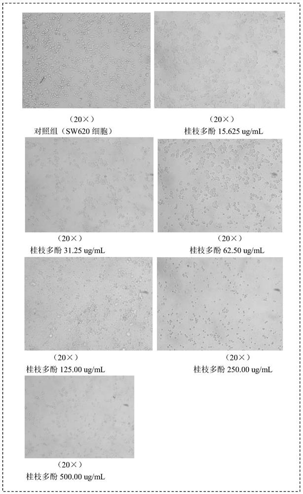 A kind of cassia twig polyphenol with the activity of inhibiting the proliferation of intestinal cancer cells and its preparation method and application