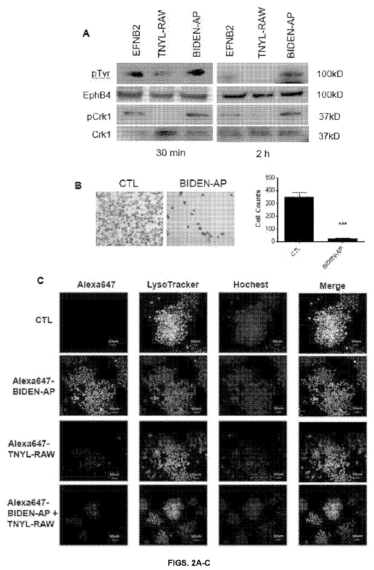 Therapeutic peptides