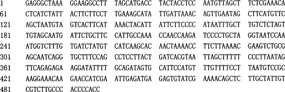 Towel gourd virus resistance-related gene segment or gene marker and application