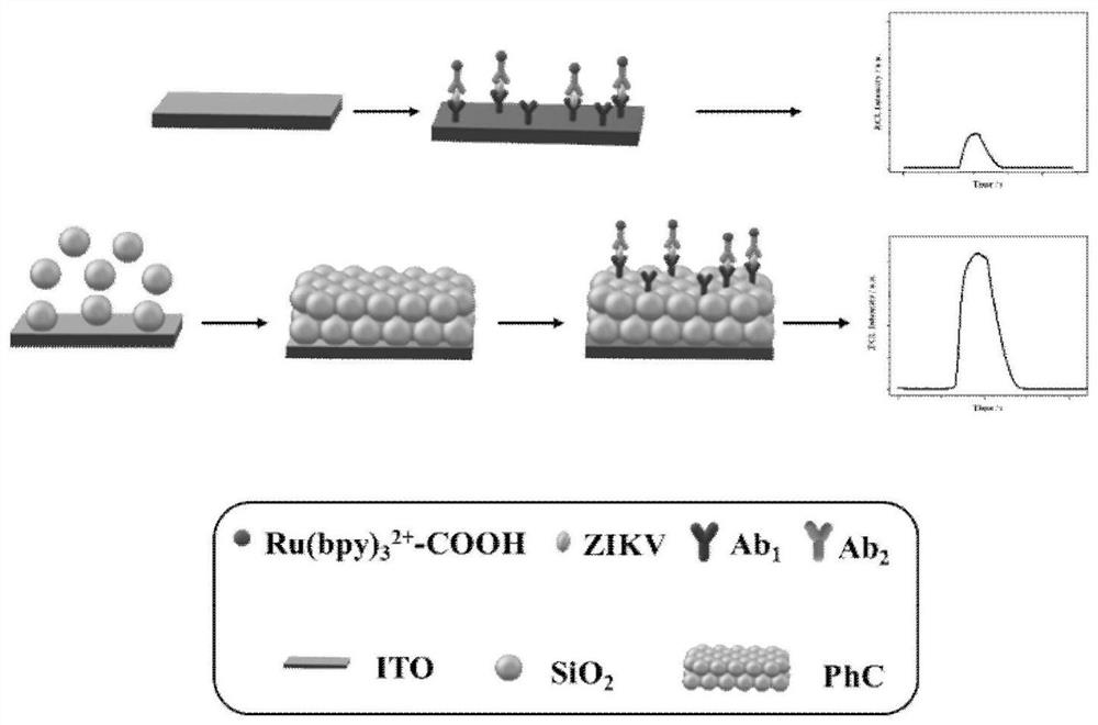 Zika virus detection kit based on photonic crystal enhanced electrochemiluminescence and preparation method thereof