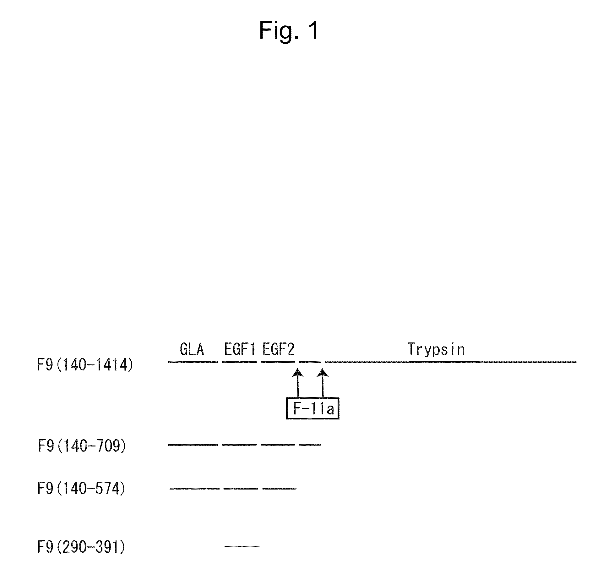 Cell migration regulator