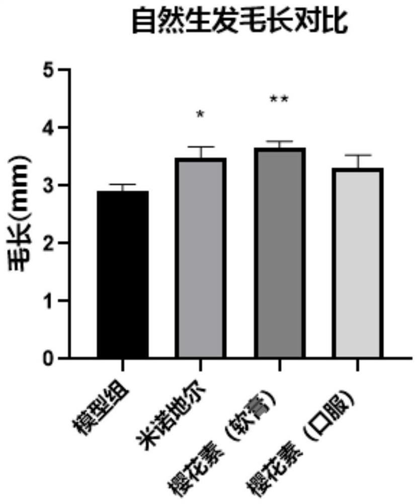 Application of sakuranetin in hair loss prevention and hair growth