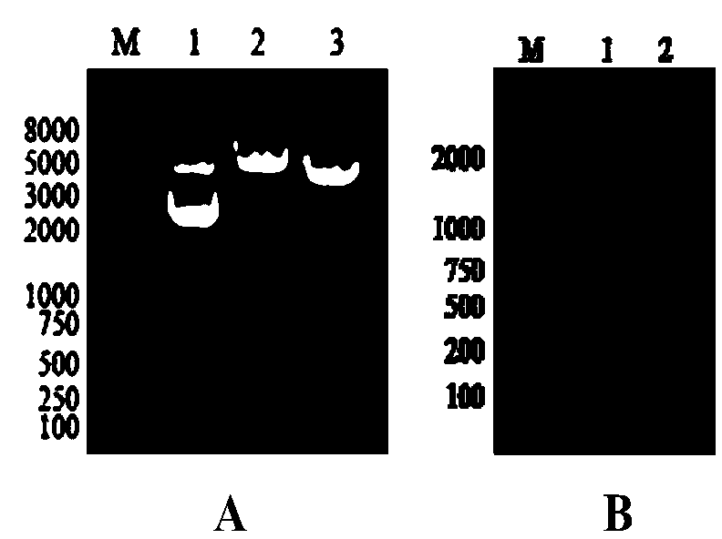 Monoclonal antibody against extracellular domain of goose CD3 epsilon chain and application of monoclonal antibody in detection of goose CD3&lt;+&gt; T lymphocytes