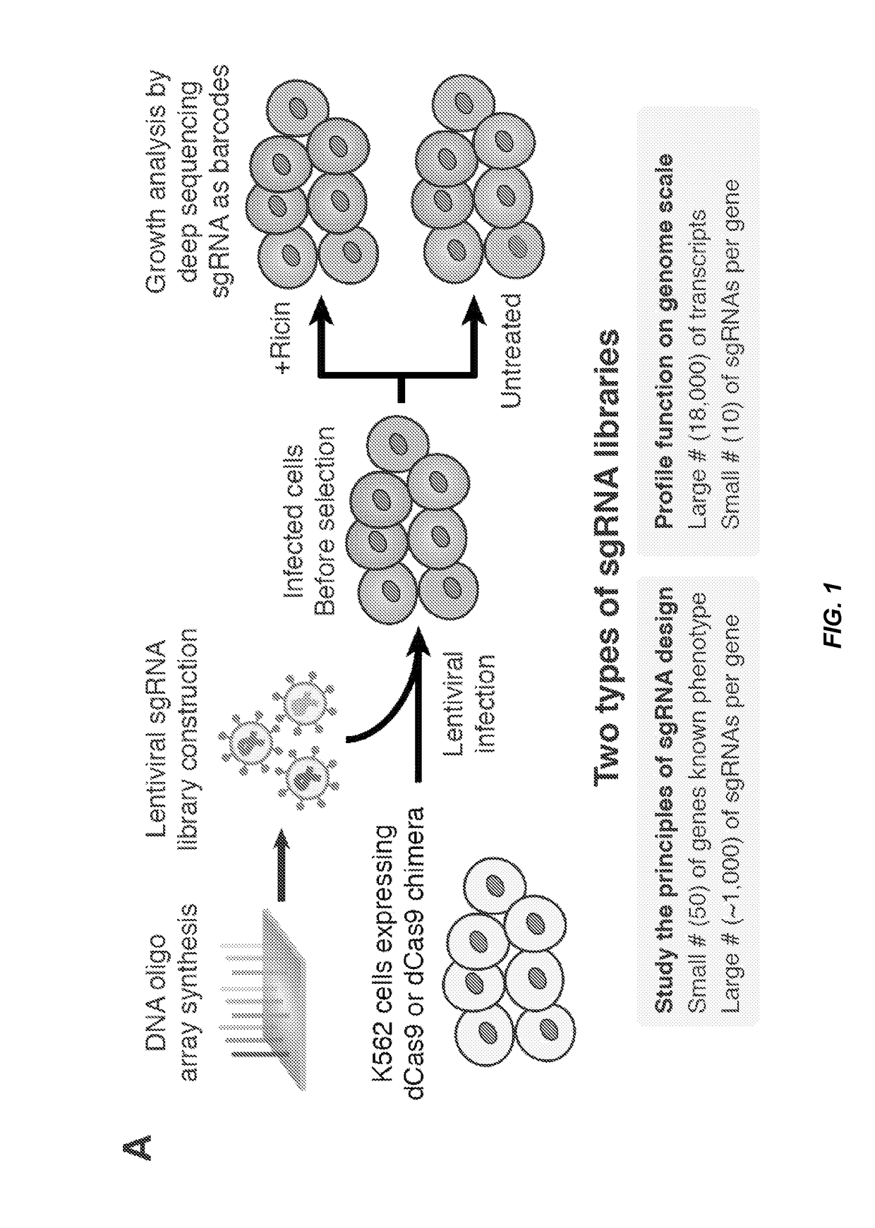 Crispr/cas transcriptional modulation