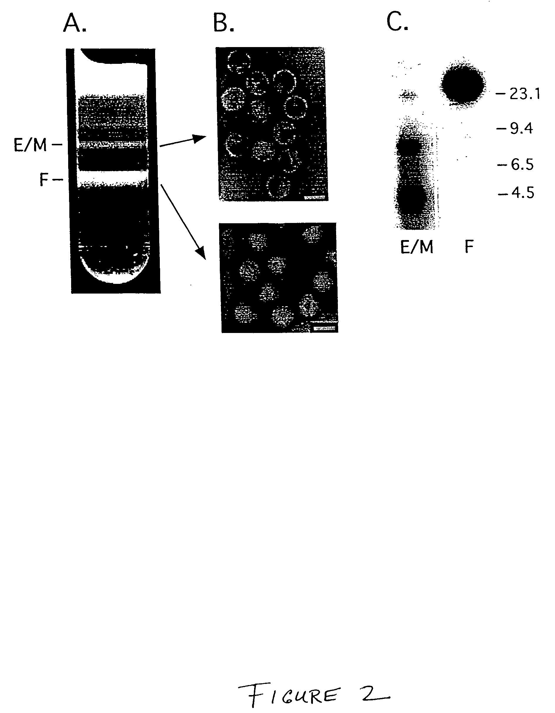 Hybrid adenovirus/adeno-associated virus vectors and methods of use thereof