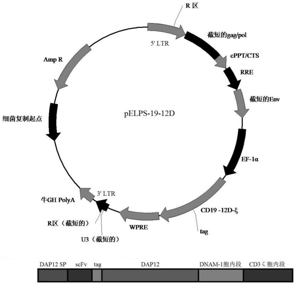 A kind of chimeric antigen receptor car of cik cell and its application