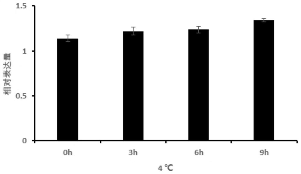 Application of metallothionein DaMT2a and coding gene thereof