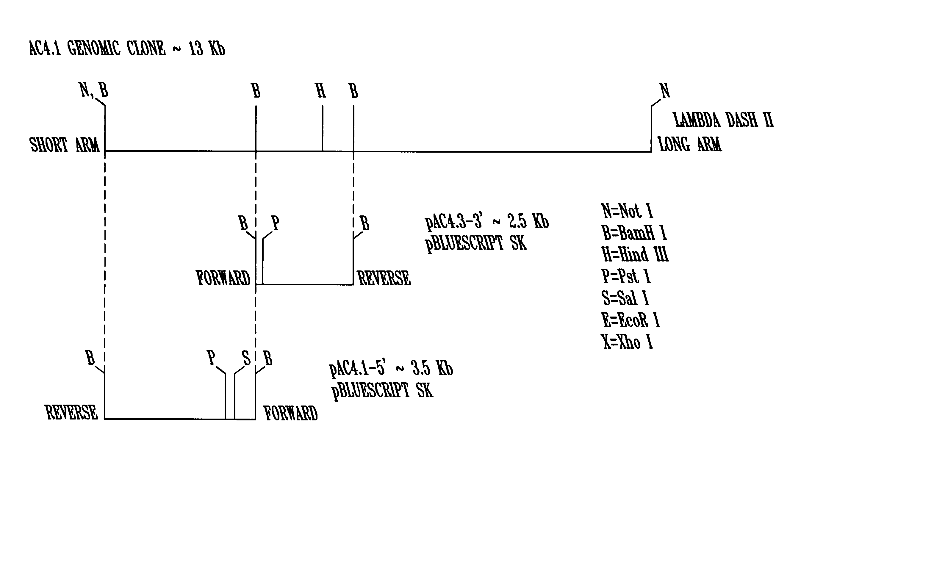 Male tissue-preferred regulatory sequences of Ms45 gene and method of using same