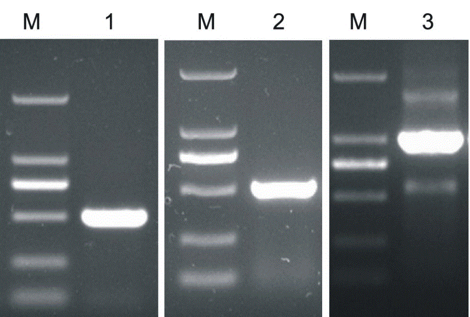 Pesticin and phage lysozyme fusion protein and encoding gene and application thereof