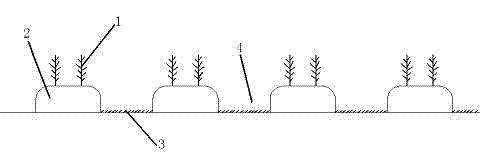 Water-saving cultivation method of foodstuff and feed maize