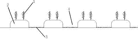 Water-saving cultivation method of foodstuff and feed maize