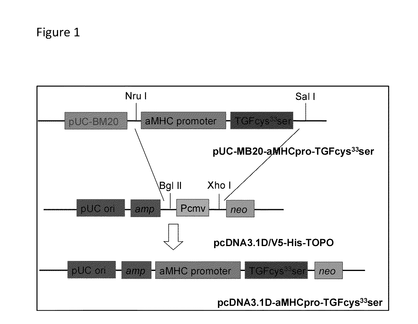 Model and method for a transgenic bovidae expressing cardiac fibrosis and associated pathology