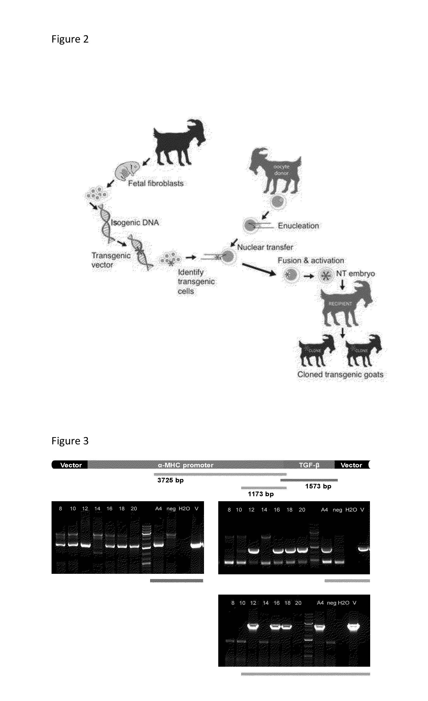 Model and method for a transgenic bovidae expressing cardiac fibrosis and associated pathology