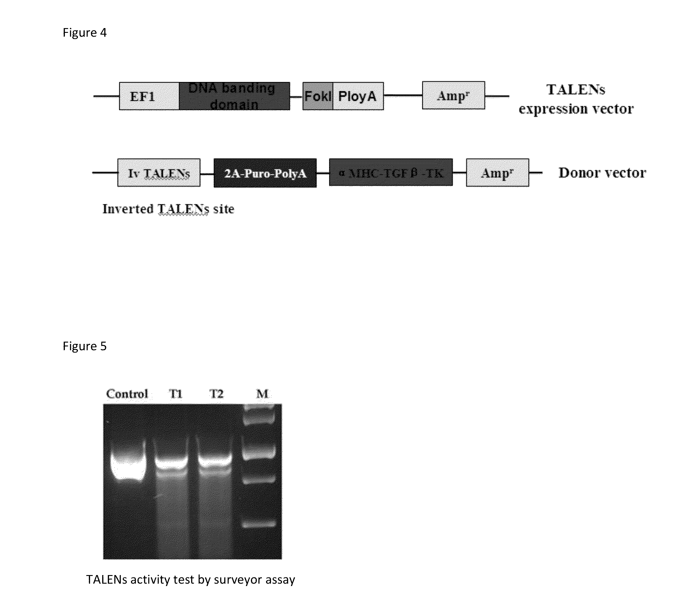 Model and method for a transgenic bovidae expressing cardiac fibrosis and associated pathology