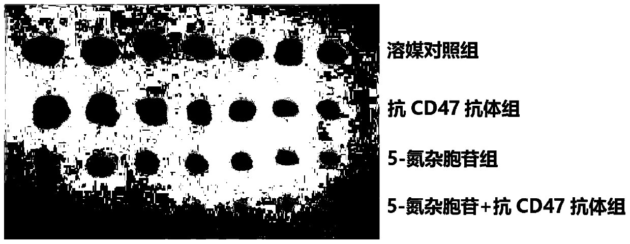 Medicinal use of dna methyltransferase inhibitor combined with anti-cd47 antibody for the preparation of anti-tumor drugs