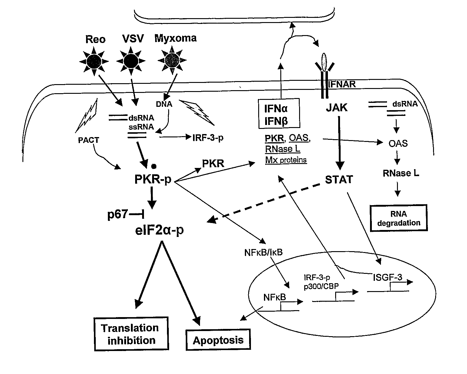 Use of a combination of myxoma virus and rapamycin for therapeutic treatment