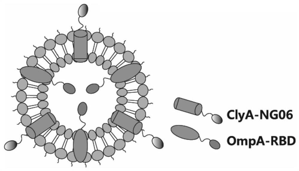 Bacterial outer membrane vesicle capable of presenting multiple heterologous peptides or proteins as well as construction method and application of bacterial outer membrane vesicle