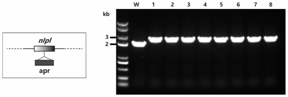 Bacterial outer membrane vesicle capable of presenting multiple heterologous peptides or proteins as well as construction method and application of bacterial outer membrane vesicle