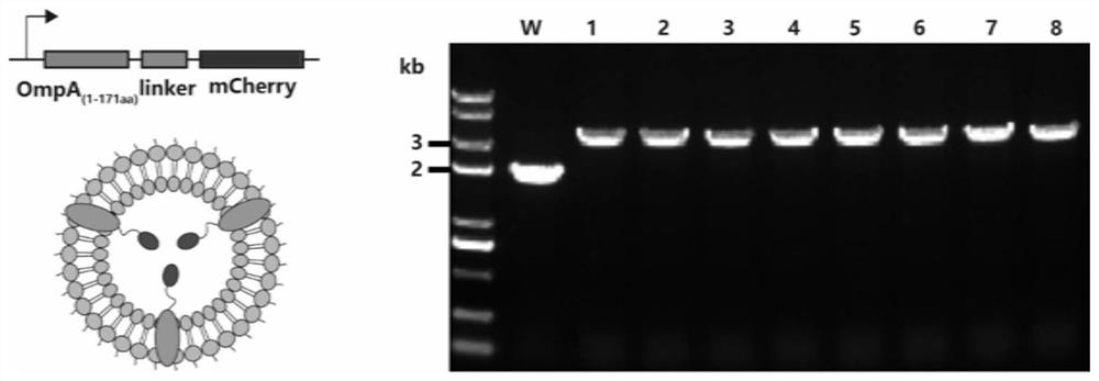 Bacterial outer membrane vesicle capable of presenting multiple heterologous peptides or proteins as well as construction method and application of bacterial outer membrane vesicle