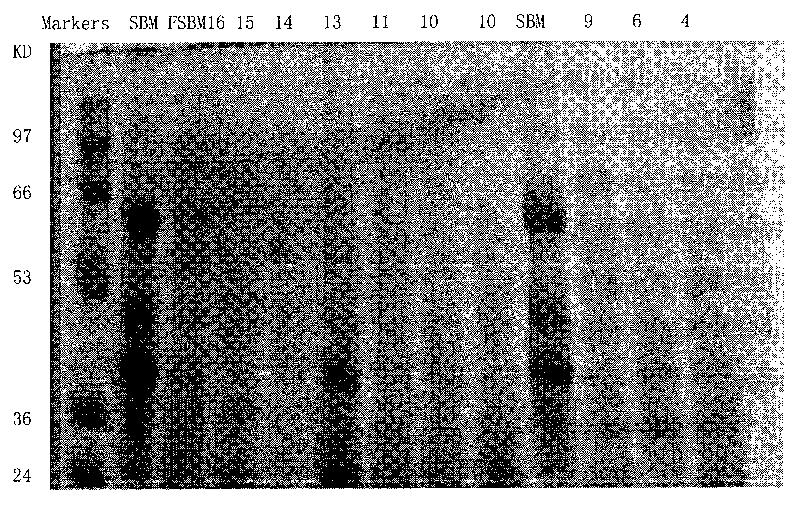 Fermentation process for improving amino acid and protein contents in peanut meal