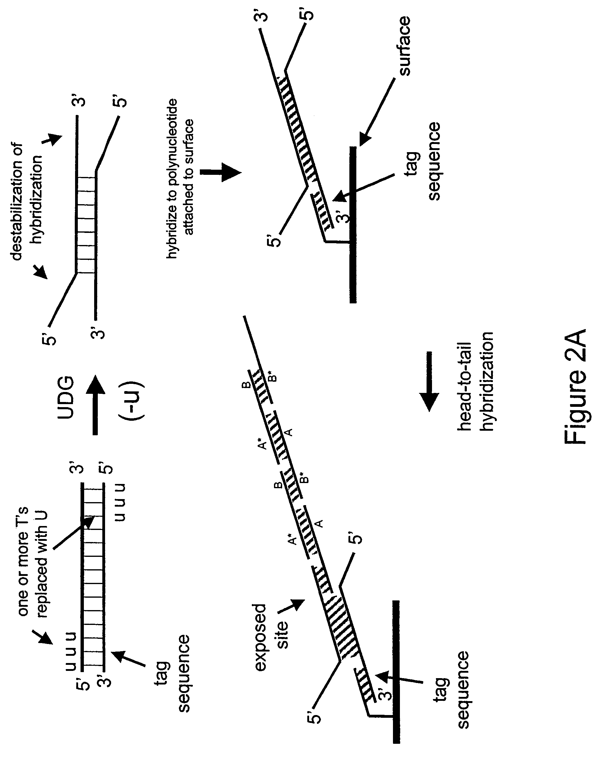 Nucleic acid hybridization methods