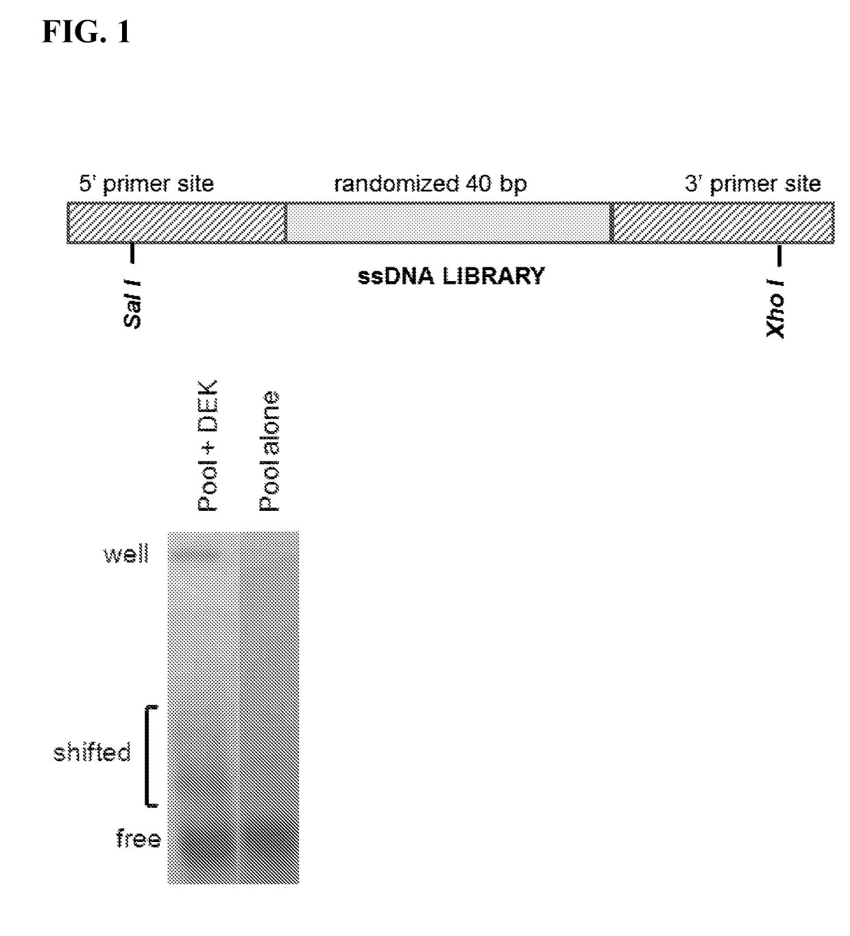 Inhibitors of DEK protein and related methods