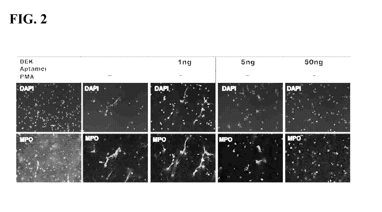 Inhibitors of DEK protein and related methods