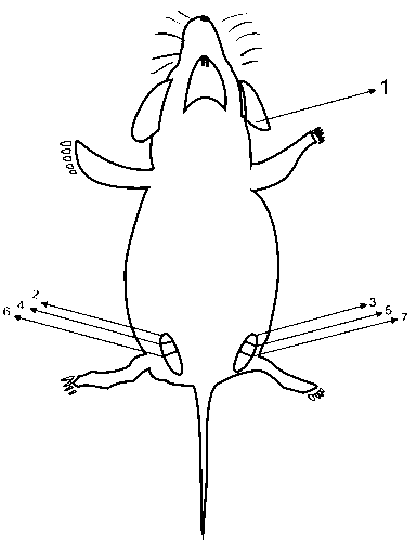 Construction method for rat model of increased abdominal pressure