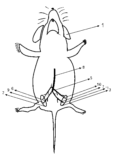 Construction method for rat model of increased abdominal pressure