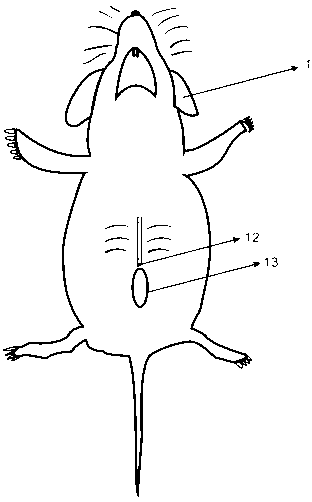 Construction method for rat model of increased abdominal pressure