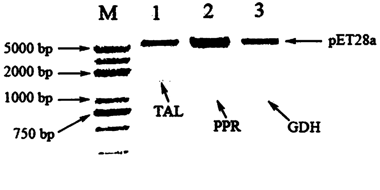 Method for synthesizing D(+)beta -(3,4-Dihydroxyphenyl) lactic acid by enzymic method