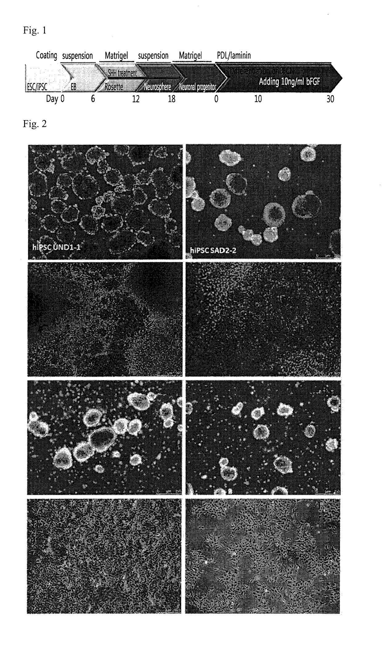 Method for producing cholinergic neural cells