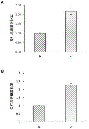 Functional targeting vector material distearoyl phosphatidylethanolamine-polyethylene glycol-polyethylenimine compound and modified liposome thereof