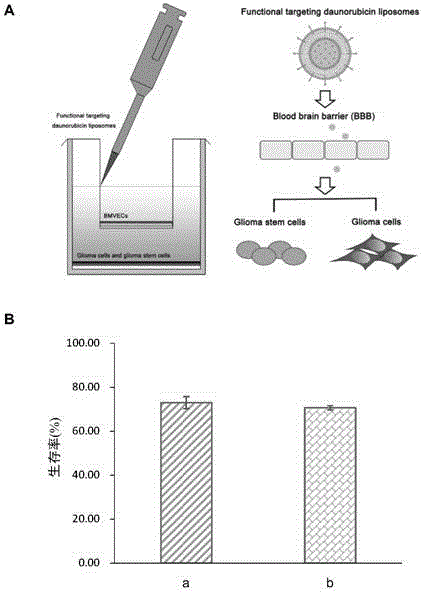 Functional targeting vector material distearoyl phosphatidylethanolamine-polyethylene glycol-polyethylenimine compound and modified liposome thereof