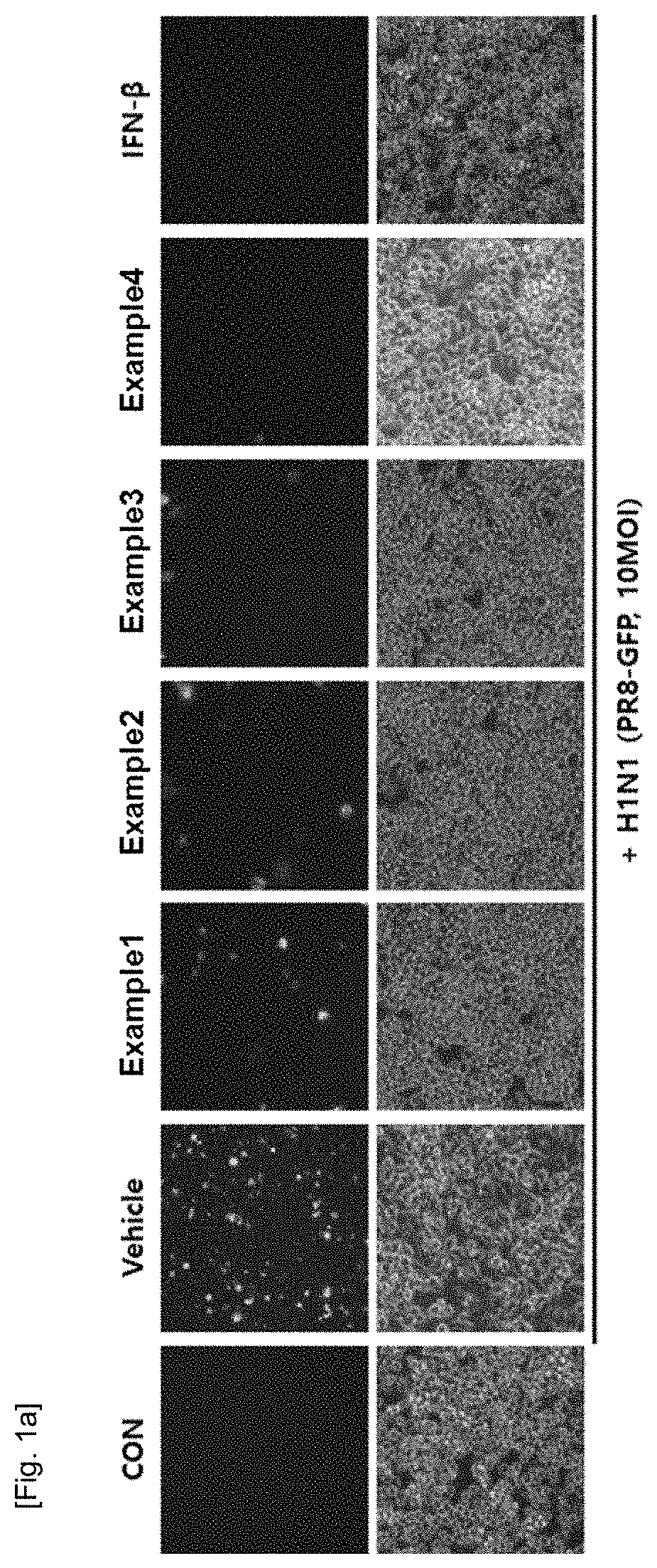 Composition containing natural extracts for enhancement of innate immunity or antiviral use against influenza virus or corona virus