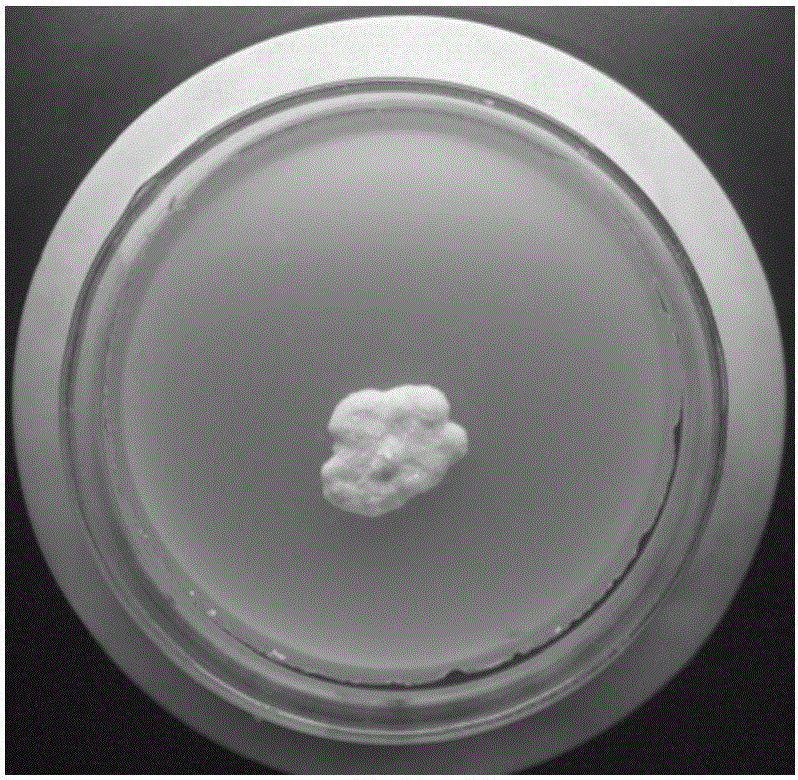 Method for treating soil or oil sludge severely contaminated by petroleum based on combination of sodium persulfate compound oxidation and microbial flora biological enhancement