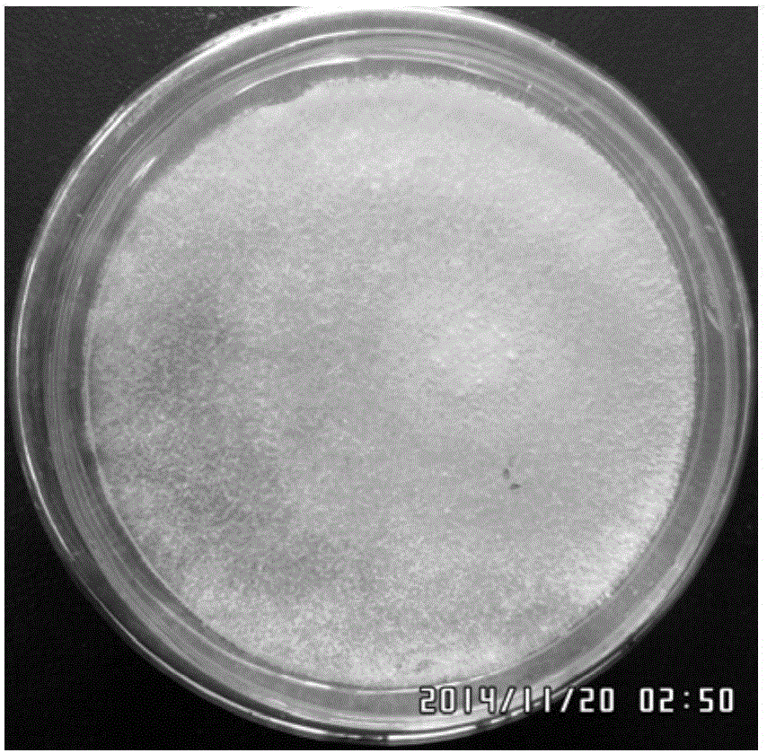 Method for treating soil or oil sludge severely contaminated by petroleum based on combination of sodium persulfate compound oxidation and microbial flora biological enhancement