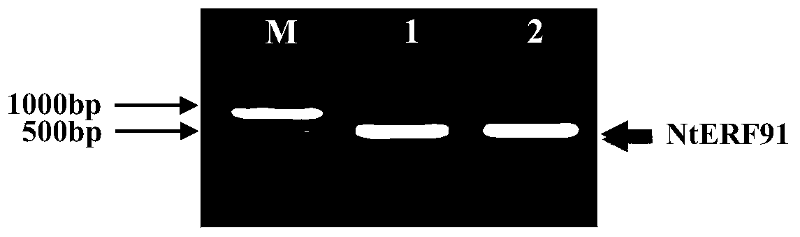 Cloning and application of tobacco neonicotinoid synthesis regulation gene NtERF91