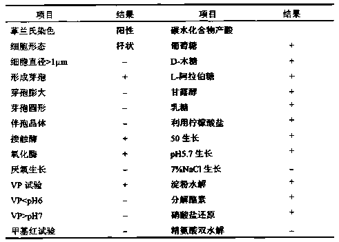 A kind of bacillus amyloliquefaciens hn-11 and bacterial agent thereof